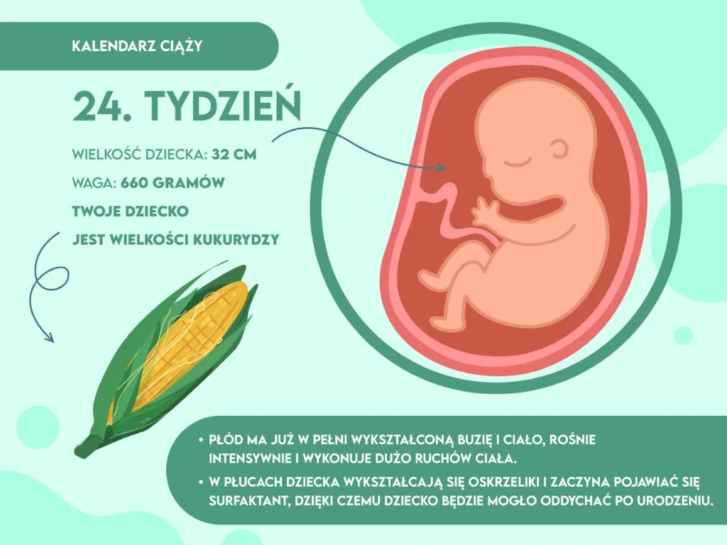 24 tydzień ciąży: jak wygląda dziecko i co się zmienia w rozwoju